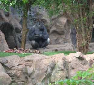 Gorulla Gehege