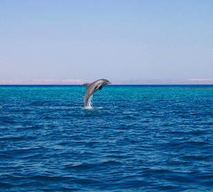 Delfine beim Springen