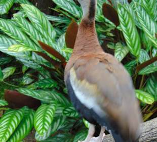 La Paz Waterfall Gardens