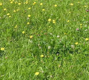 Bei der Rundwanderung Extratour Kuppenweg