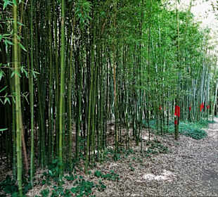 Im Bambushain des Jardin des Plantes