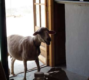 Das Lamm kommt frisch auf den Tisch