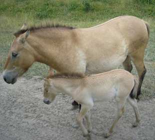 Przewalski Urwildpferde