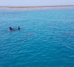 Wasini island Dolphin Trip.