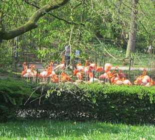 Flamingos