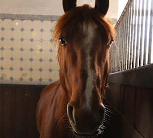 Stolze Hengste im Marstall