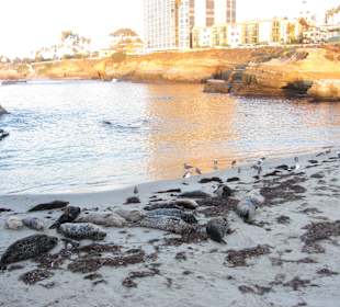Focas en La Jolla