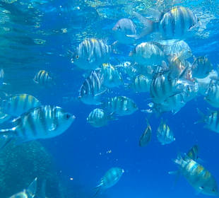 Schnorcheln Hurghada