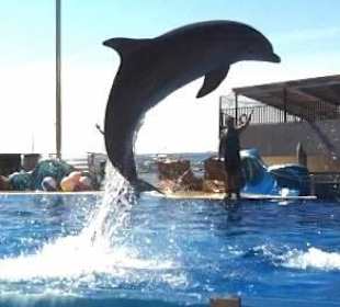 Marineland - Delfinshow - September 2013