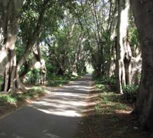 Baumallee aus australischen Gummibäumen