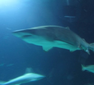 Aquarium / Oceanongrafic