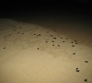 Geleitung zum Wasser