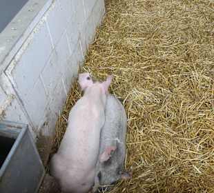 The Amish Village Lancaster Pennsylvania