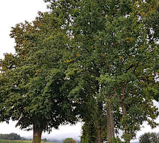 Wandern Haibach (Niederbayern)