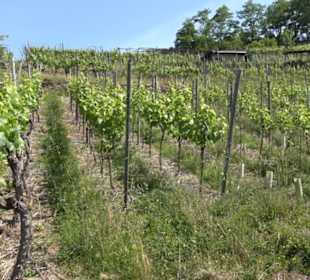 Weinlehrpfad Wurmlingen
