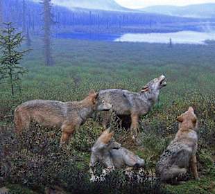 Algonquin Provincial Park, Visitor Centre