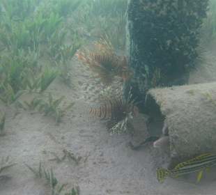 Feuerfisch und graue Moräne