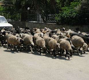 Wozu einen Schäferhund?