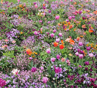 Für die Bienen eine Pracht