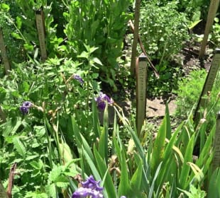 Kräutergarten Altensteig