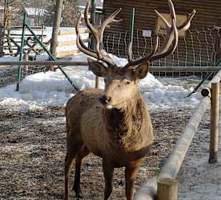 Im Bayerwald Tierpark