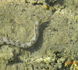 Fische am Hausriff