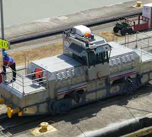 Einer von vielen Mulis