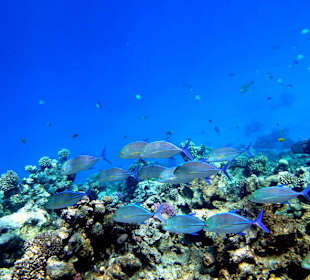 Хищники - Hotel Tropitel Sahl Hasheesh