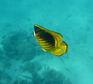 Hausriff / Tabakfalter