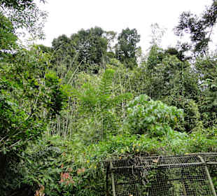 Poring Hot Springs - Schmetterlingsgarten