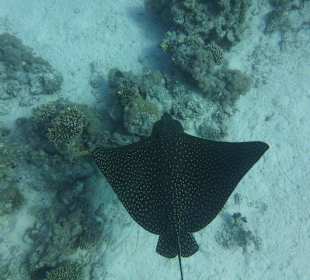 Adlerrochen im Roten Meer.