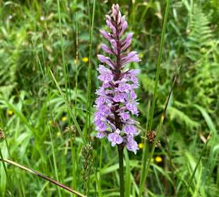 Wandern Bannwald Baiersbronn