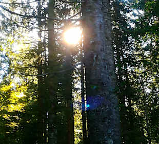 Wandern Todtnauberg
