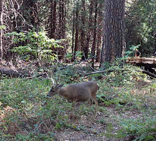 Park Narodowy Yosemite