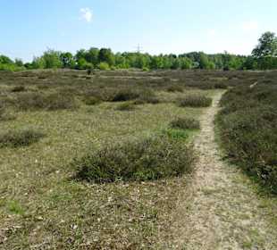 Wanderung durch den Sandtrockenrasen von Achim