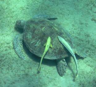 Schildkröte