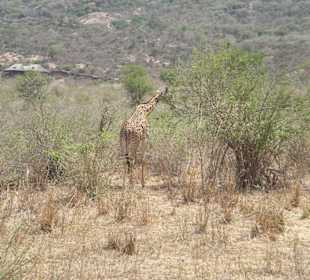 Giraffe bei der Safari