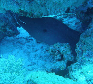 Bild von einem unserer Tauchgänge