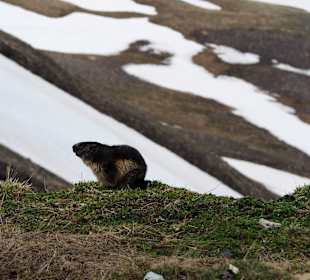 Murmeltier am Glockner