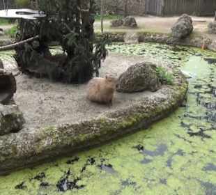 Südamerika Bereich - Capybara