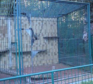 "Tierpark" Gotha 1