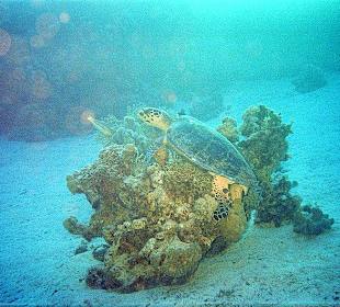 Schildkröte , Eel Gardens