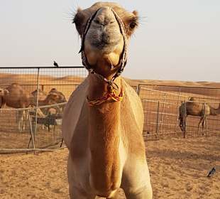 Kamelfarm
