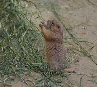 Irrland Bauernhof-Erlebnisoase
