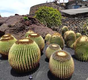 Jardin de Cactus