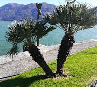 Uferpromenade Ascona