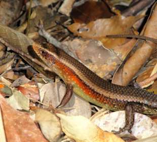 Eidechse im Dschungel