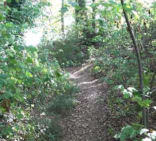 Wanderung zur Burgruine Liebenau