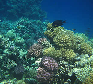 Korallen am Riff - ein Traum 