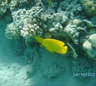 Schnorcheln Makadi Bay